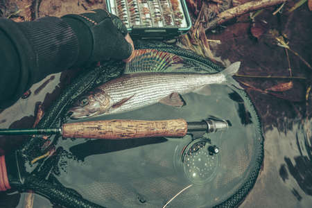 Grayling caught on the fly in a forest stream.の写真素材