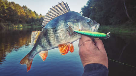 Perch close-up in the hand of the angler.の写真素材