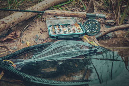 Grayling caught on the fly in a forest stream.の写真素材