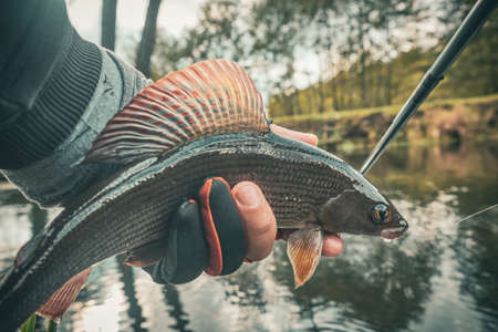 The fisherman holds a grayling in his hand.の写真素材