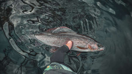 The fisherman holds a grayling in his hand.の写真素材