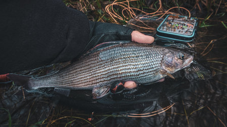 Grayling caught by fly fishing in a stream.の写真素材