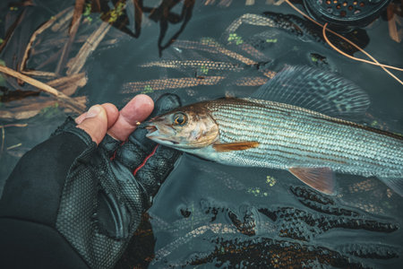Grayling caught by fly fishing in a stream.の写真素材