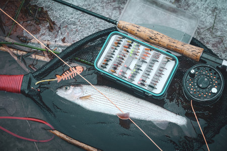 Grayling caught on the fly. Fly fishing accessories.の写真素材