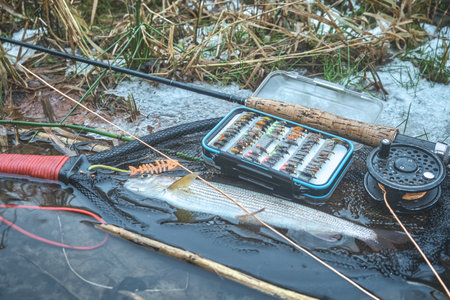 Grayling caught on the fly. Fly fishing accessories.の写真素材