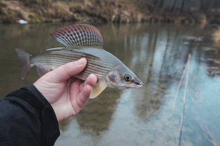 Grayling caught on the fly. Fly fishing accessories.