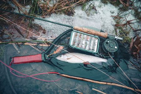 Grayling caught on the fly. Fly fishing accessories.の写真素材