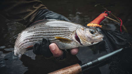 Grayling caught with a fishing fly.の写真素材