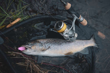Brook trout caught by spinning.の写真素材