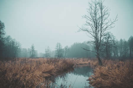 An autumn stream flows in a misty valley.の写真素材