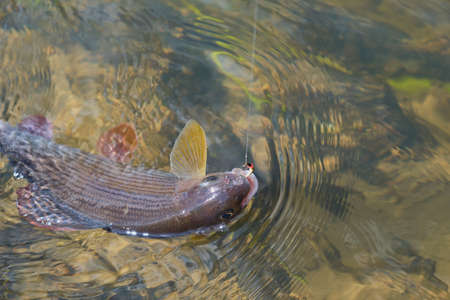 Grayling caught on the fly. Fly fishing and tenkara.の写真素材