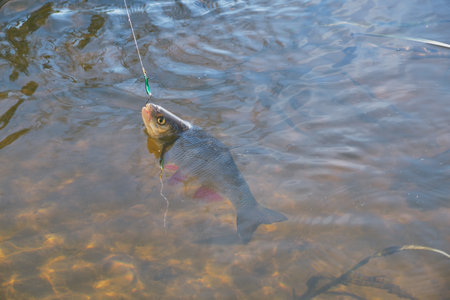 Chub caught on Artificial bait.の写真素材