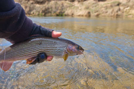 Grayling caught on the fly. Fly fishing and tenkara.の写真素材