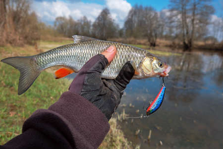Chub caught on Artificial bait.の写真素材