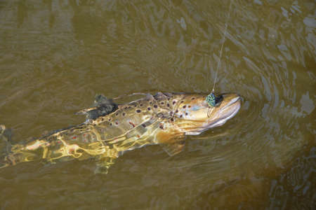 Trout caught in the forest brook.の写真素材