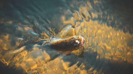 Trout caught in the forest brook.の写真素材