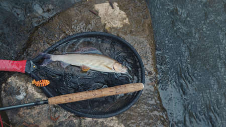 Grayling caught on the fly. Fly fishing and tenkara.の写真素材