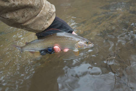Grayling caught on the fly. Fly fishing and tenkara.