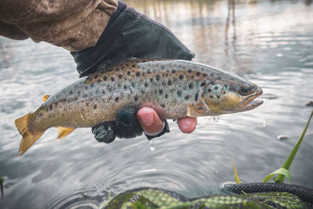 Trout caught in the forest brook.の写真素材