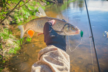 Chub caught on Artificial bait.の写真素材