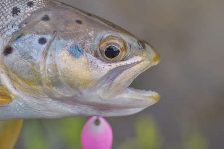 Trout caught in the forest brook.の写真素材