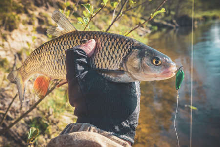 Chub caught on Artificial bait.の写真素材
