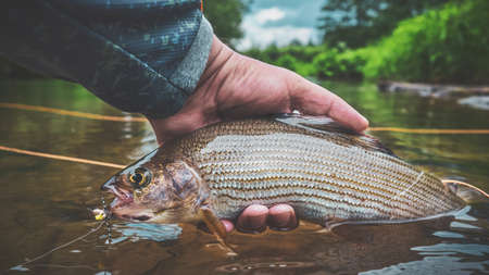 Grayling was caught fly fishing on a forest river.の写真素材