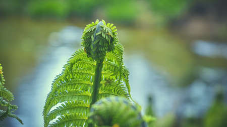 Young fern leaf on the river bank.の写真素材