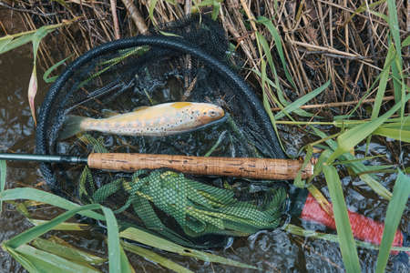 The fisherman caught a grayling with a fly. fly fishing and tenkara.の写真素材