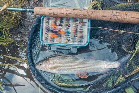 The fisherman caught a grayling with a fly. fly fishing and tenkara.の写真素材