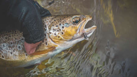 Beautiful trout in the hands of the angler. principle caught and released.の写真素材