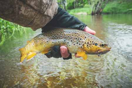 Beautiful trout in the hands of the angler. principle caught and released.の写真素材