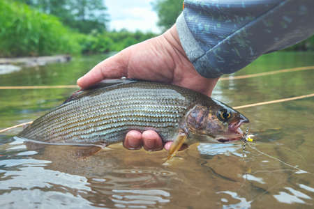 Beautiful grayling caught on the fly. fly fishing.の写真素材