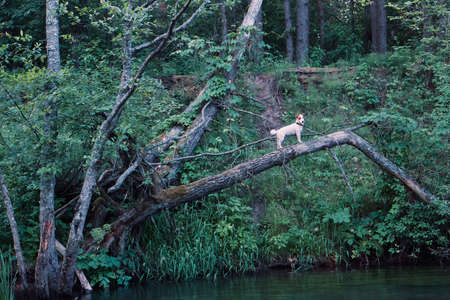 Jack Russell Terrier climbed a tree.