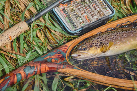 Trout caught on an artificial fly. fly fishing and tenkara.の写真素材