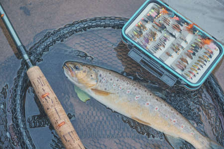 Trout caught on an artificial fly. fly fishing and tenkara.