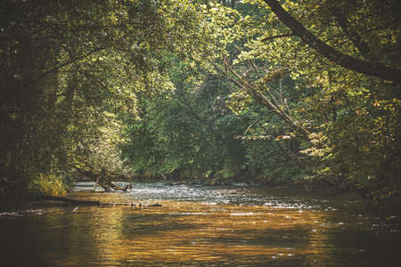 forest river surrounded by treesの写真素材