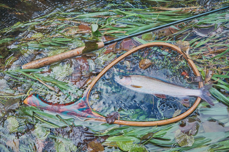 Grayling is caught on a forest stream. fly fishing and tenkara.の写真素材