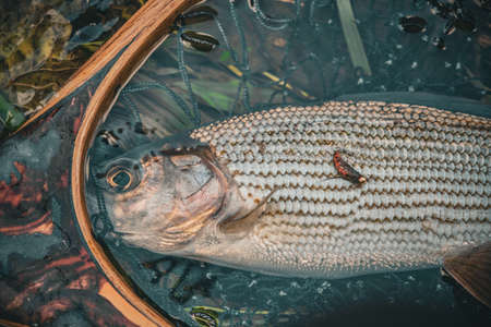 Grayling is caught on a forest stream. fly fishing and tenkara.の写真素材