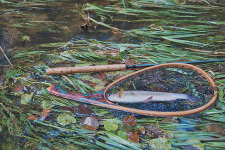 Grayling is caught on a forest stream. fly fishing and tenkara.の写真素材