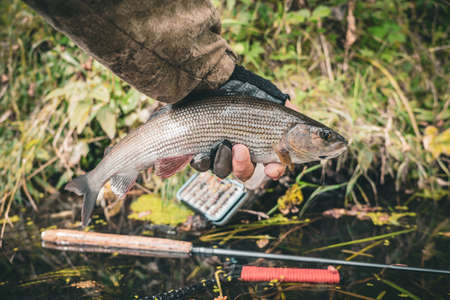 Grayling is caught on a forest stream. fly fishing and tenkara.の写真素材