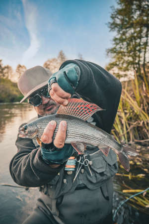 The fisherman caught a beautiful grayling on a fly.の写真素材