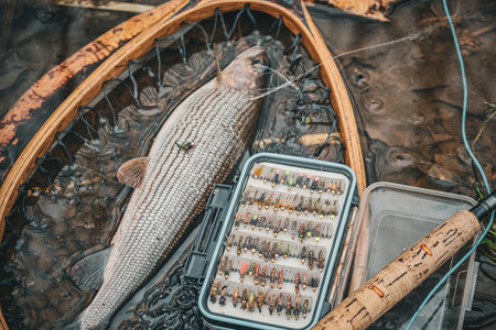 Grayling is caught on a forest stream. fly fishing and tenkara.の写真素材