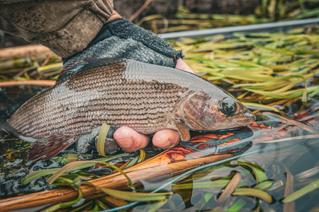 Grayling is caught on a forest stream. fly fishing and tenkara.の写真素材