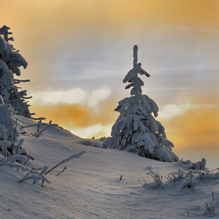 Lysa hora, Czech Republic - January 24, 2010: snow covered trees below Lysaの写真素材