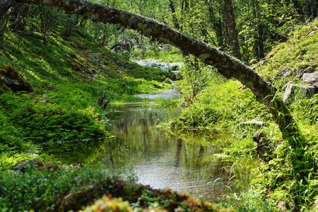 park, Norway - Juny 9, 2014: stream in the parkの写真素材