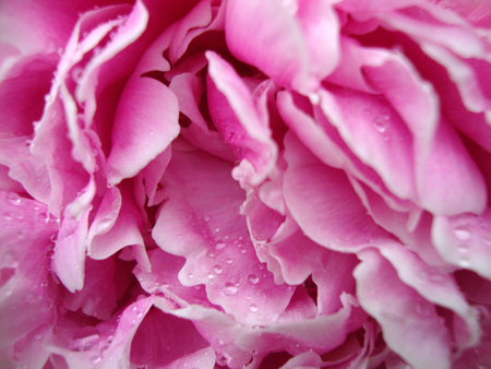 pink peony of macro water in dropsの写真素材