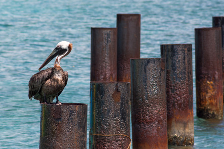 Brown pelican sitting on rusty pipes off the shore of Bonaire, Caribbeanの写真素材