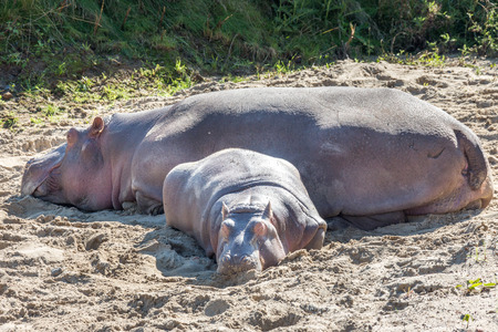 Hippo mother and calf resting in the sun