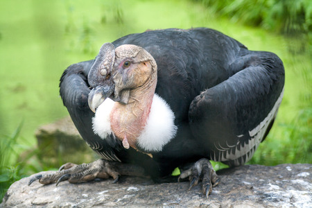 Male Andean condor sitting on a rock